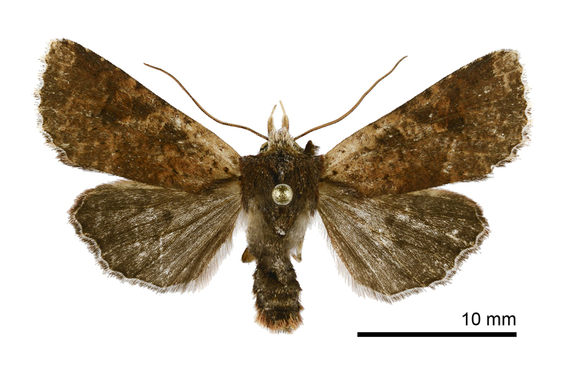 Rhynchaglaea labiscitula Male